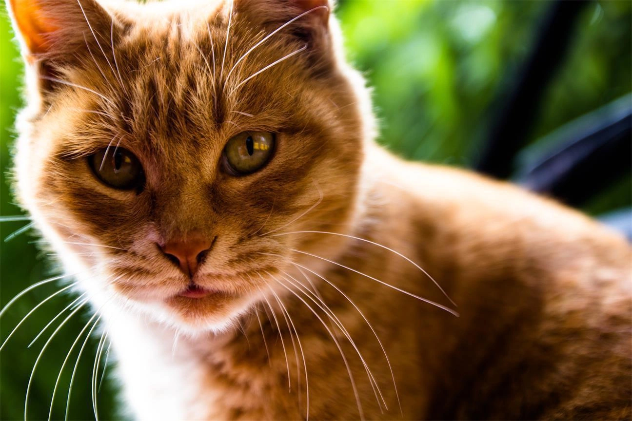 在鲁迅故居的猫咪，工作人员会给它们吃的食物，所以它只是好多只野猫的其中之一